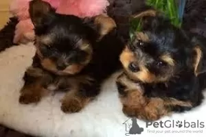 Photo №1. yorkshire terrier - à vendre en ville de Miami | Gratuit | Annonce №11723