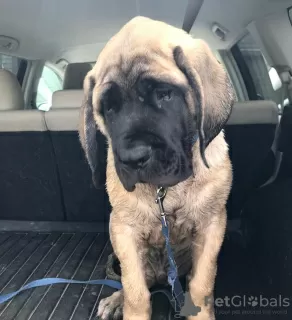 Photo №1. mastiff - à vendre en ville de Tallinn | 450€ | Annonce №88788