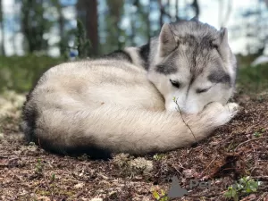 Photos supplémentaires: Chiots Husky mignons