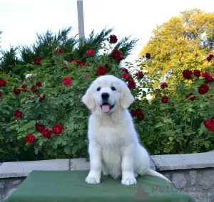 Photos supplémentaires: Vente de chiots Golden Retriever PRA 1, PRA 2,ICHT. purement