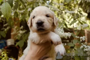 Photos supplémentaires: chiots golden retriever