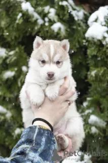 Photo №3. A vendre mâle FCI Siberian Husky ! 2 mois. Ukraine