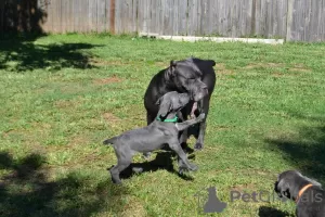 Photo №2 de l'annonce № 129527 de la vente cane corso - acheter à USA annonce privée