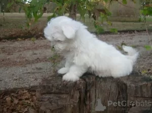 Photo №2 de l'annonce № 107491 de la vente bichon maltais - acheter à Allemagne annonce privée