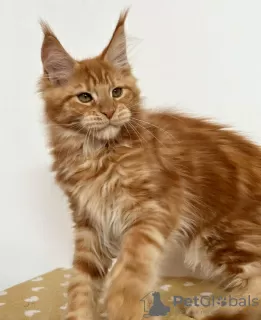 Photo №4. Je vais vendre maine coon en ville de Berlin. éleveur - prix - 700€