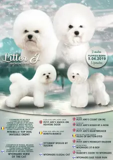 Photos supplémentaires: ? Record sur les chiots Bichon Frise de fabricants de champions