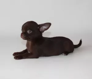 Photo №1. chihuahua - à vendre en ville de Saint-Pétersbourg | négocié | Annonce №6323