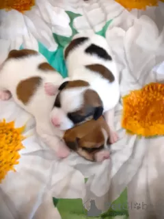 Photos supplémentaires: Jack Russell garçon rouge et blanc et fille tricolore