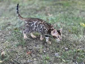 Photos supplémentaires: Garçon de la savane F2