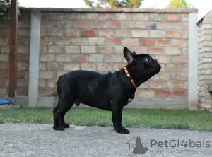 Photos supplémentaires: Chiots bouledogue français