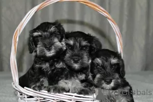 Photo №1. schnauzer miniature - à vendre en ville de Izhevsk | négocié | Annonce №56036