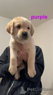 Photos supplémentaires: Belle portée de chiots Labrador enregistrés KC.