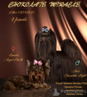 Photo №4. Je vais vendre yorkshire terrier en ville de Vologda. de la fourrière, éleveur - prix - 514€