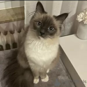 Photo №4. Je vais vendre ragdoll en ville de Kansas City. annonce privée - prix - 284€