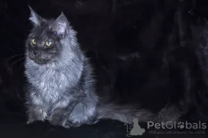 Photo №1. maine coon - à vendre en ville de Krasnoyarsk | 391€ | Annonce № 9115