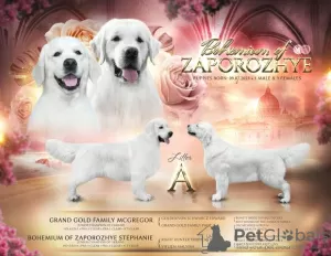 Photo №1. golden retriever - à vendre en ville de Zaporijia | négocié | Annonce №74751