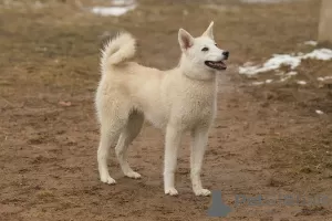 Photo №3. Vega, métisse Laika, blonde aux yeux marrons en cadeau. Biélorussie