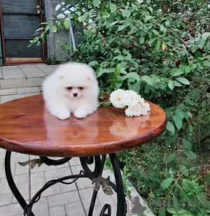 Photo №3. Yndig hvid creme lille tekop Pomeranian dreng. Danemark