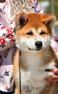 Photos supplémentaires: Garçon Akita Inu (Hachiko)