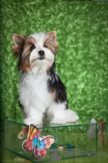 Photo №1. biewer yorkshire terrier - à vendre en ville de Kropivnitsky | 379€ | Annonce №78466