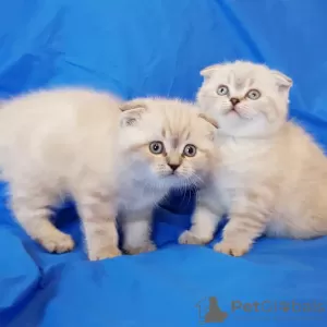 Photo №1. scottish fold - à vendre en ville de Minsk | négocié | Annonce № 35312