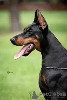 Photos supplémentaires: Chiots Dobermann