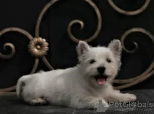 Photos supplémentaires: West Highland White Terrier chiot femelle