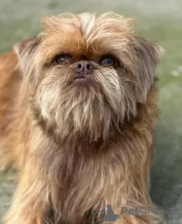 Photos supplémentaires: Chiots mâles Griffon de Bruxelles à vendre