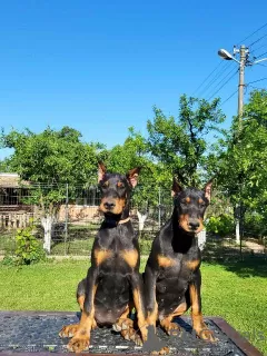 Photo №1. dobermann - à vendre en ville de Obrenovac | négocié | Annonce №101989