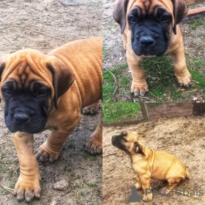 Photo №2 de l'annonce № 10070 de la vente boerboel - acheter à Fédération de Russie éleveur