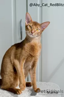 Photos supplémentaires: Chaton abyssin femelle - Maleficenta, couleur Rudy de la chatterie avec