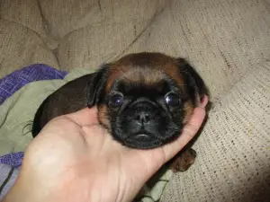 Photos supplémentaires: Je propose de réserver des chiots pti Brabancon.