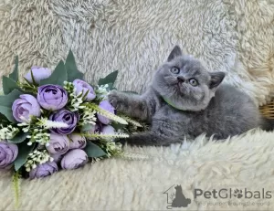 Photo №4. Je vais vendre british shorthair en ville de Tolyatti. éleveur - prix - négocié