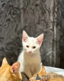 Photos supplémentaires: Pedigree des chatons des lignes championnes du Cornish Rex