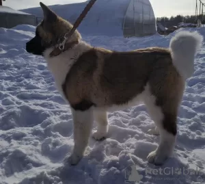 Photo №3. Chiots Akita américains. Fédération de Russie