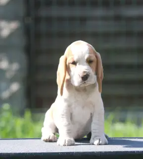 Photos supplémentaires: Une fille aristocrate à la recherche d'une taupe. Beagle