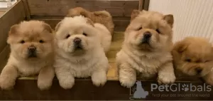 Photo №1. chow-chow - à vendre en ville de Helsinki | 340€ | Annonce №65567