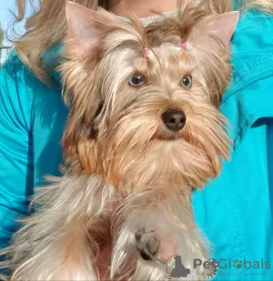 Photo №2 de l'annonce № 26417 de la vente yorkshire terrier - acheter à Allemagne annonce privée