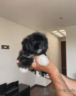 Photo №1. shih tzu - à vendre en ville de Cambridge | 189€ | Annonce №124281