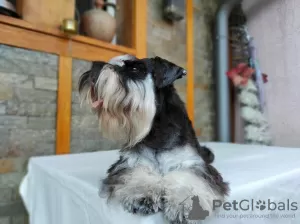 Photos supplémentaires: Schnauzer nain BEAUX chiots