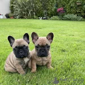 Photo №1. bouledogue - à vendre en ville de Bonn | négocié | Annonce №99261