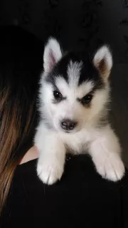 Photos supplémentaires: Chiots Husky Sibérien. Portée de la lettre 