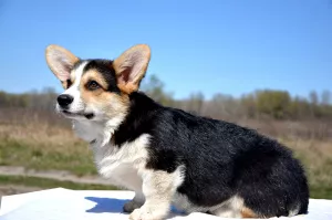 Photo №2 de l'annonce № 6374 de la vente welsh corgi - acheter à Ukraine 