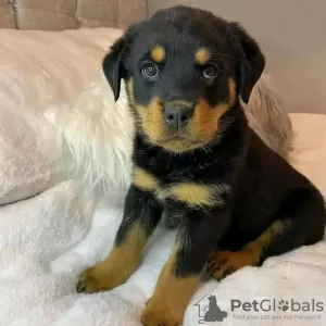 Photo №1. rottweiler - à vendre en ville de Комарно | Gratuit | Annonce №29261