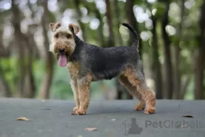 Photos supplémentaires: Chiots Welsh Terrier