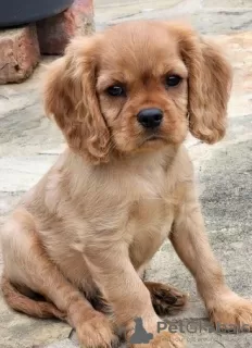 Photo №4. Je vais vendre cavalier king charles spaniel en ville de Vilnius. annonce privée - prix - 350€