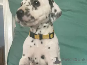 Photo №1. dalmatien - à vendre en ville de Helsinki | 300€ | Annonce №75642