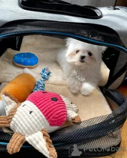 Photo №1. bichon maltais - à vendre en ville de Штутгарт | 100€ | Annonce №129373