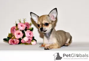 Photo №4. Je vais vendre chihuahua en ville de Москва. de la fourrière, éleveur - prix - 597€