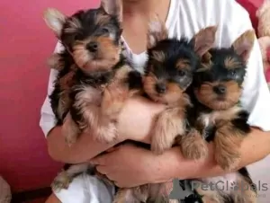 Photo №1. biewer yorkshire terrier - à vendre en ville de Fedariškiai | négocié | Annonce №53585